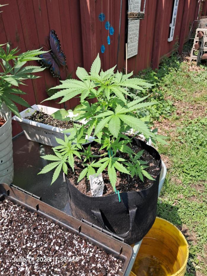 Willy1169auto. Week 5 - Nice healthy growth started tucking and LST