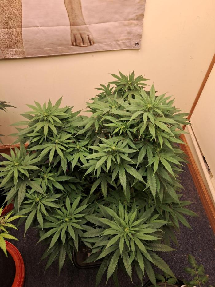 Willy1169auto. Week 2