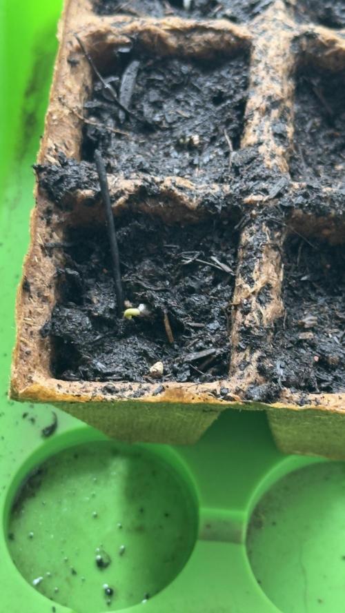 Grow 2k26 „only autos outdoor“. Week 0