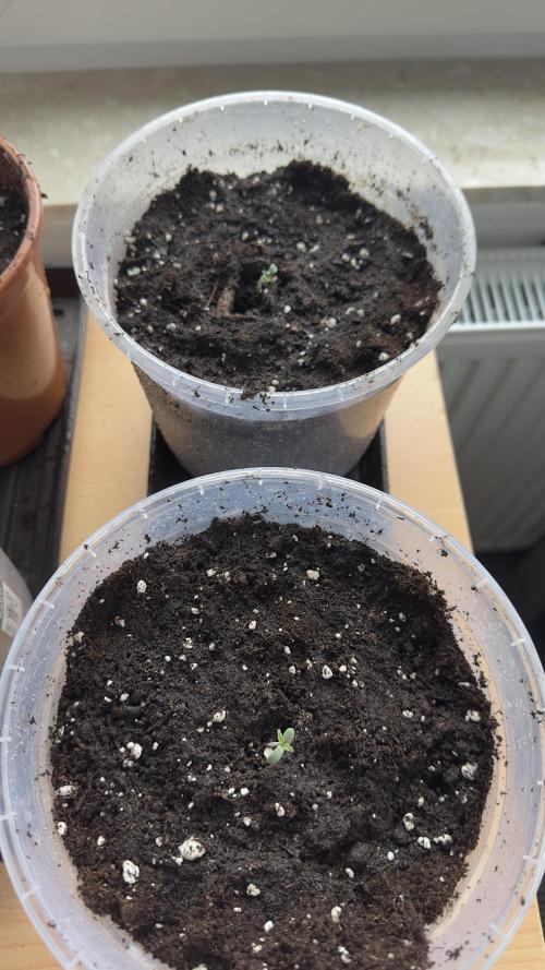 Grow 2k26 „only autos outdoor“. Week 0