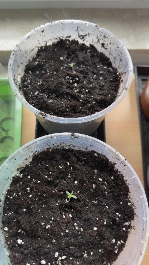 Grow 2k26 „only autos outdoor“. Week 0