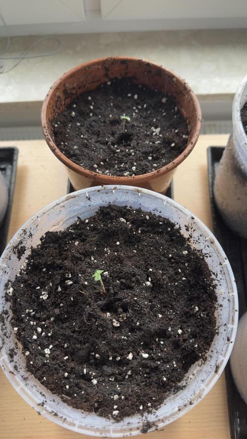 Grow 2k26 „only autos outdoor“. Week 0