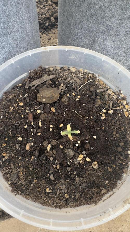 Grow 2k26 „only autos outdoor“. Week 2