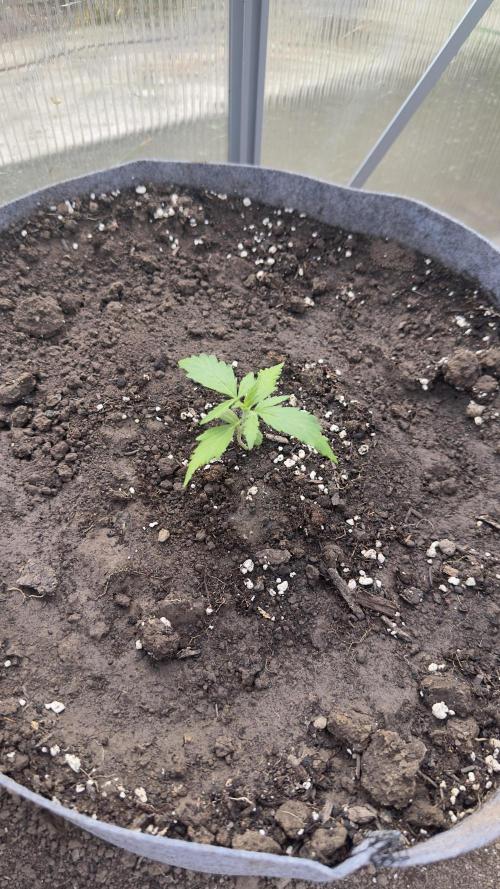 Grow 2k26 „only autos outdoor“. Week 2