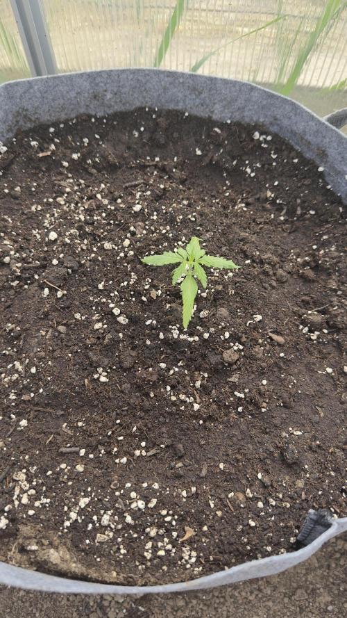 Grow 2k26 „only autos outdoor“. Week 2