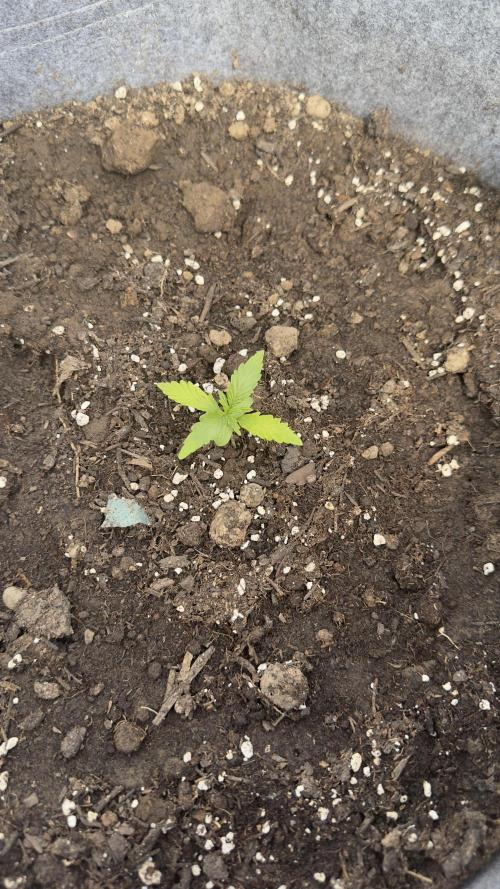 Grow 2k26 „only autos outdoor“. Week 2