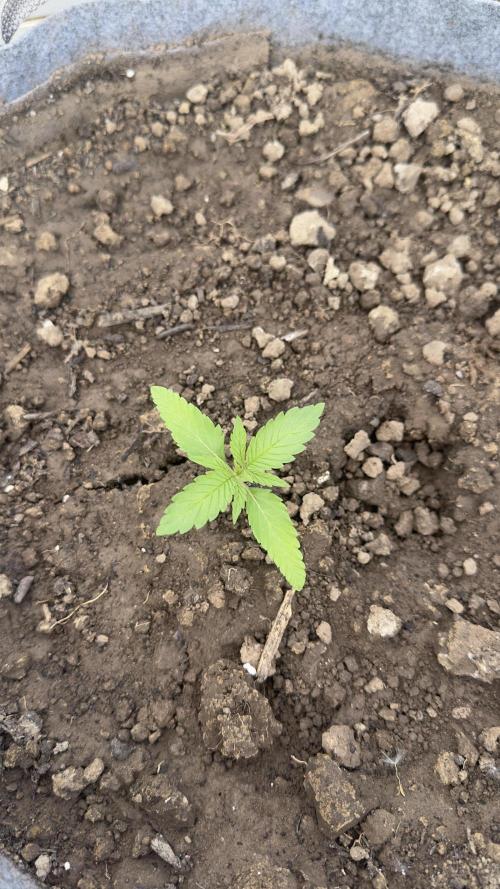 Grow 2k26 „only autos outdoor“. Week 2