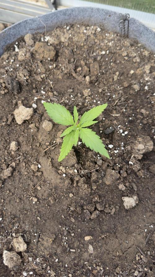 Grow 2k26 „only autos outdoor“. Week 2