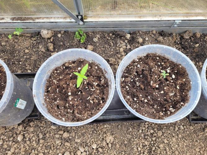 Grow 2k26 „only autos outdoor“. Week 1