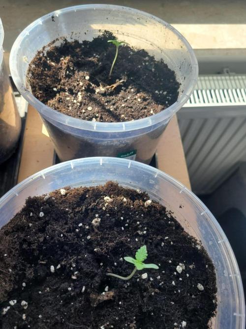 Grow 2k26 „only autos outdoor“. Week 1