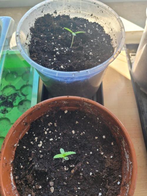 Grow 2k26 „only autos outdoor“. Week 1