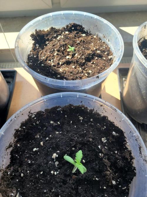 Grow 2k26 „only autos outdoor“. Week 1
