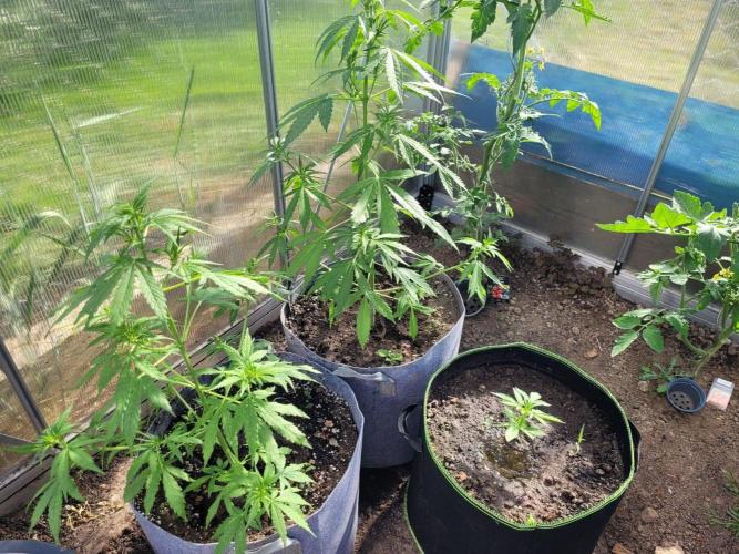 Grow 2k26 „only autos outdoor“. Week 5