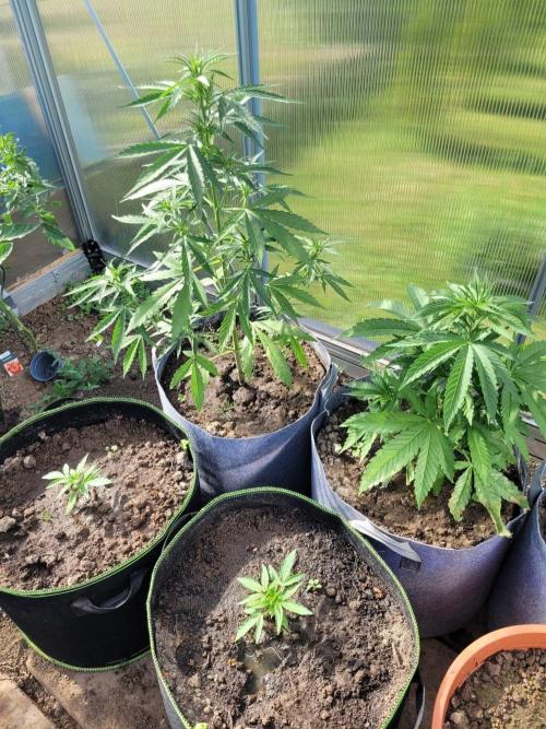 Grow 2k26 „only autos outdoor“. Week 5