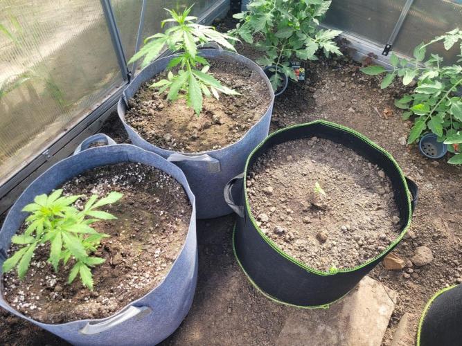 Grow 2k26 „only autos outdoor“. Week 4