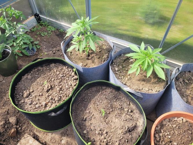 Grow 2k26 „only autos outdoor“. Week 4
