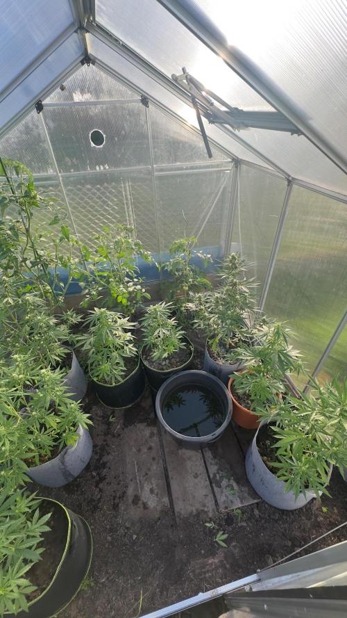 Grow 2k26 „only autos outdoor“. Week 7