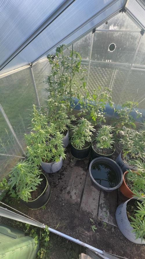 Grow 2k26 „only autos outdoor“. Week 7