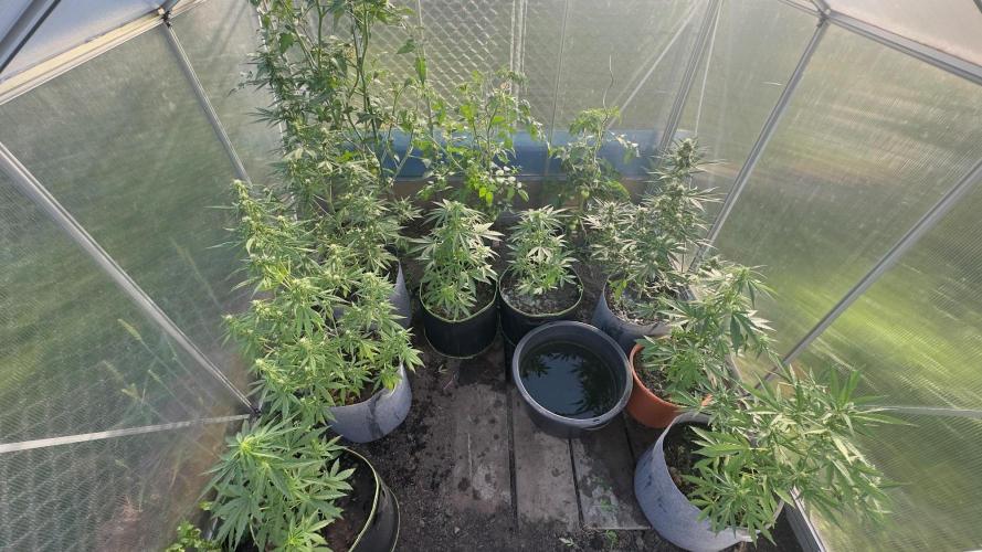 Grow 2k26 „only autos outdoor“. Week 7