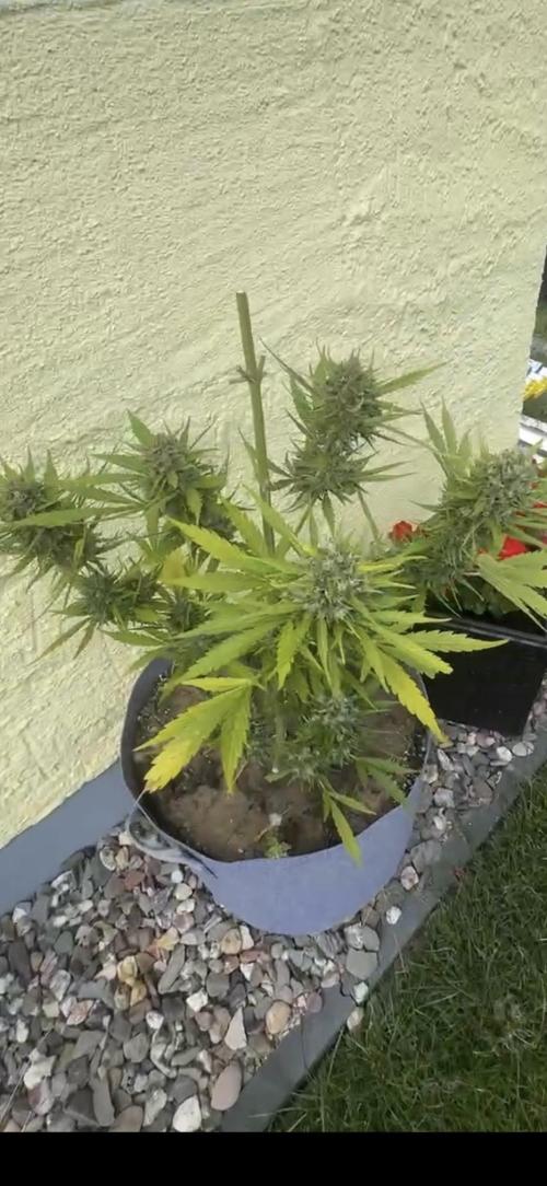 Grow 2k26 „only autos outdoor“. Week 9