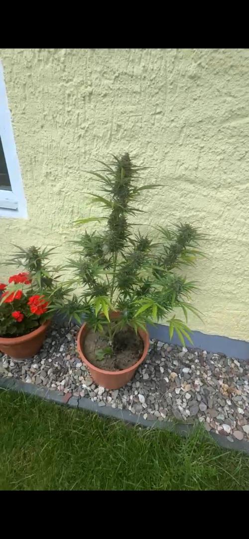 Grow 2k26 „only autos outdoor“. Week 9