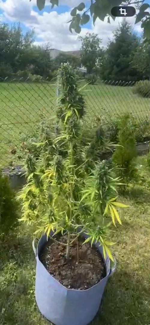 Grow 2k26 „only autos outdoor“. Week 9