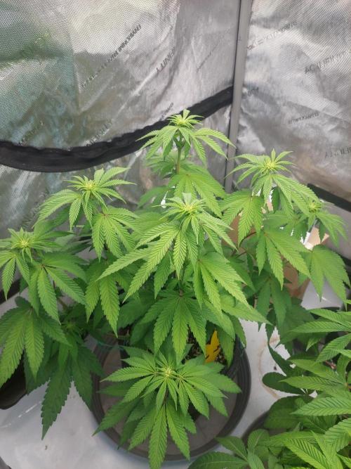 Poison Envy. Week 2 - Blütetag13