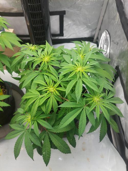 Poison Envy. Week 2 - Blütetag13