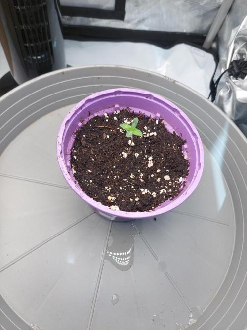 Red Lemonade (RS11×SuperLemonHaze). Week 1