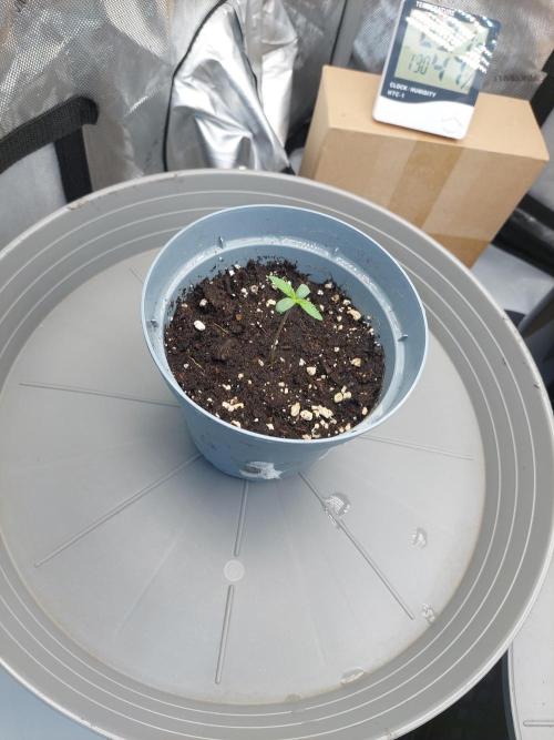 Red Lemonade (RS11×SuperLemonHaze). Week 1