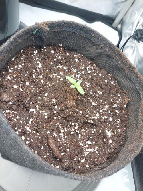 Red Lemonade (RS11×SuperLemonHaze). Week 1