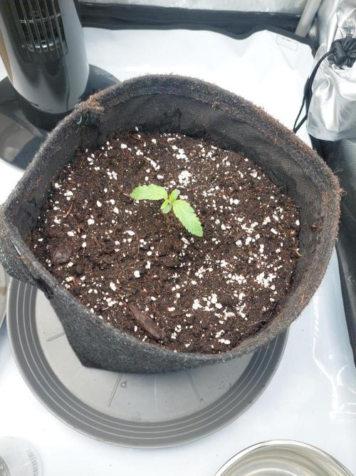 Red Lemonade (RS11×SuperLemonHaze). Week 2