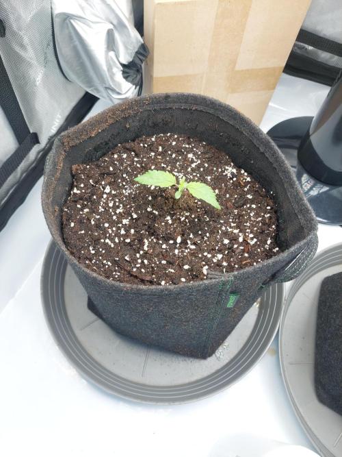 Red Lemonade (RS11×SuperLemonHaze). Week 2