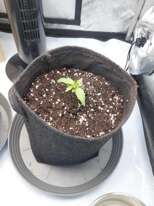 Red Lemonade (RS11×SuperLemonHaze). Week 2