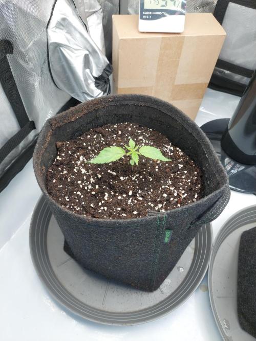 Red Lemonade (RS11×SuperLemonHaze). Week 2