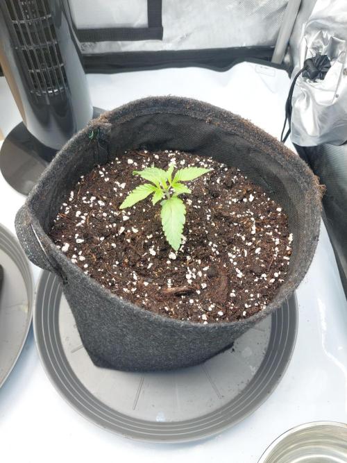 Red Lemonade (RS11×SuperLemonHaze). Week 2