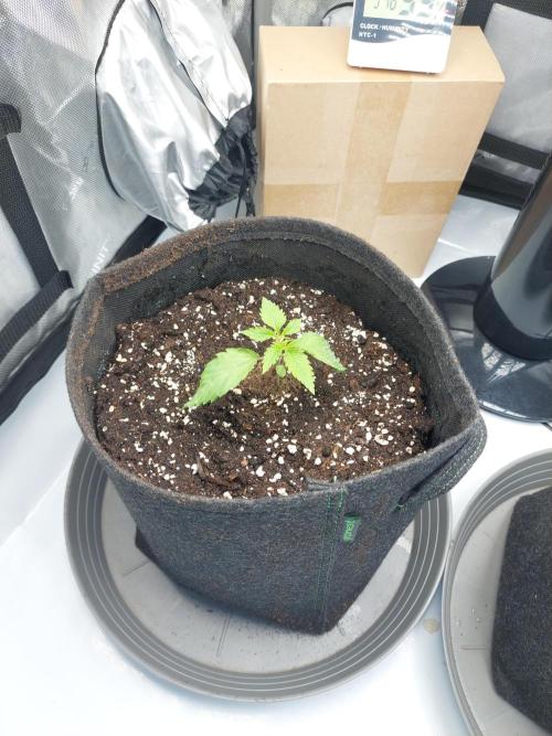 Red Lemonade (RS11×SuperLemonHaze). Week 2