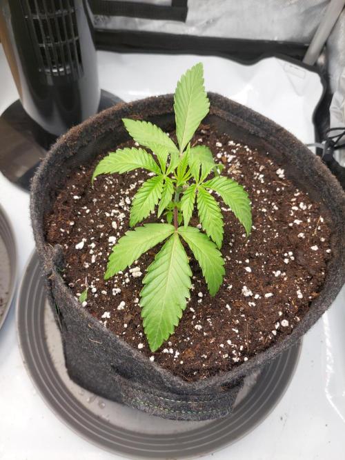 Red Lemonade (RS11×SuperLemonHaze). Week 3 - 1