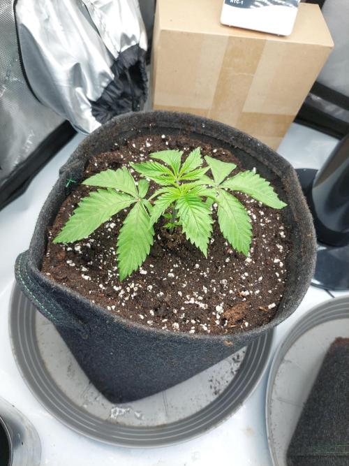 Red Lemonade (RS11×SuperLemonHaze). Week 3