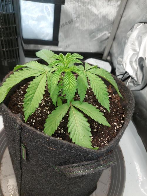 Red Lemonade (RS11×SuperLemonHaze). Week 3