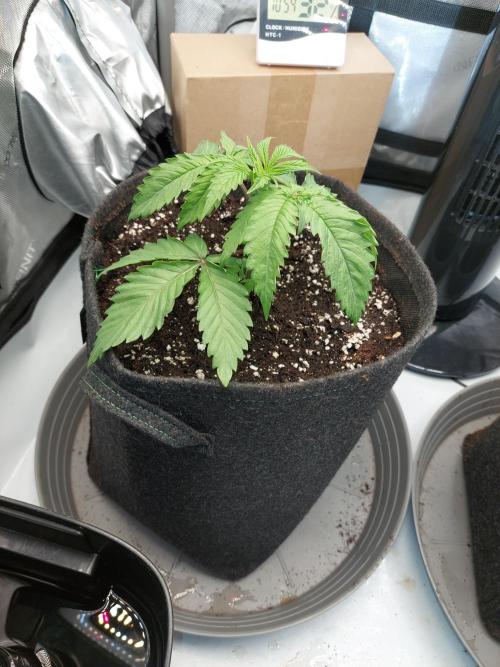 Red Lemonade (RS11×SuperLemonHaze). Week 3