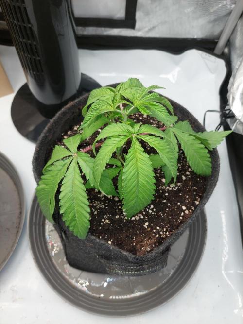 Red Lemonade (RS11×SuperLemonHaze). Week 4 - Tag 24 Topping Pflanze 1