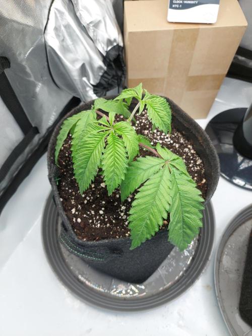 Red Lemonade (RS11×SuperLemonHaze). Week 4 - Tag 24 Topping Pflanze 2