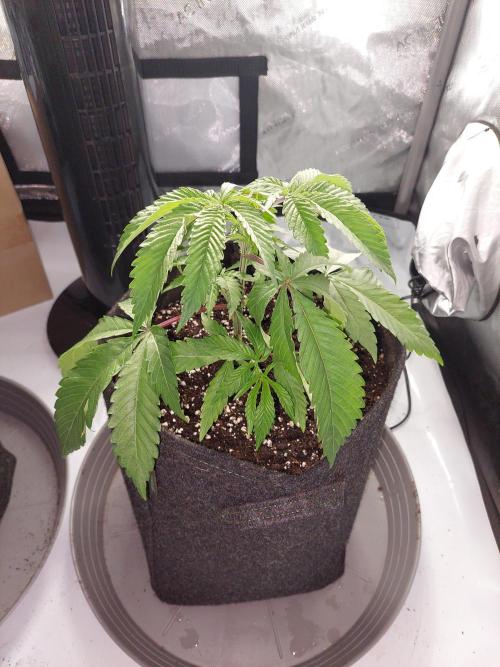 Red Lemonade (RS11×SuperLemonHaze). Week 4 - Tag 27 Pflanze 1