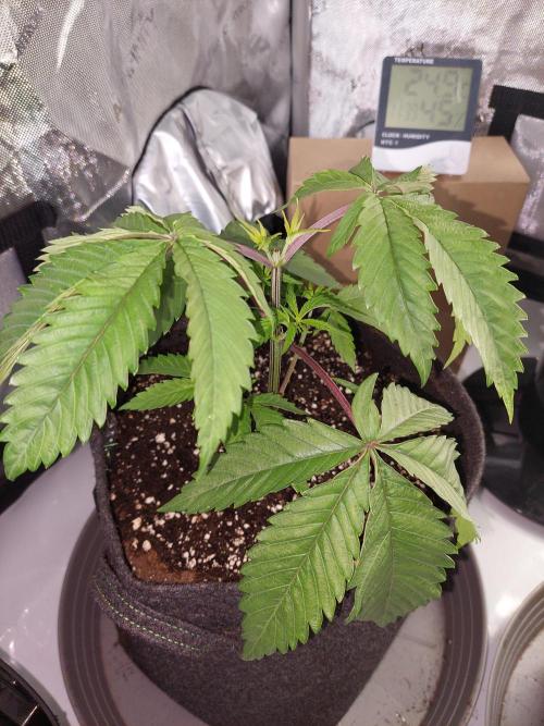 Red Lemonade (RS11×SuperLemonHaze). Week 4 - Tag 27 Pflanze 2