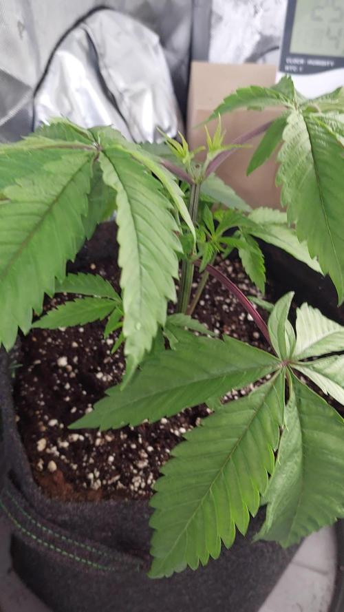 Red Lemonade (RS11×SuperLemonHaze)