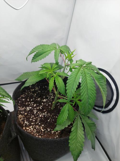 Red Lemonade (RS11×SuperLemonHaze). Week 5 - RL1