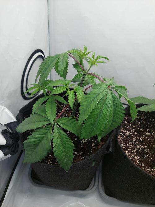 Red Lemonade (RS11×SuperLemonHaze). Week 5 - RL2