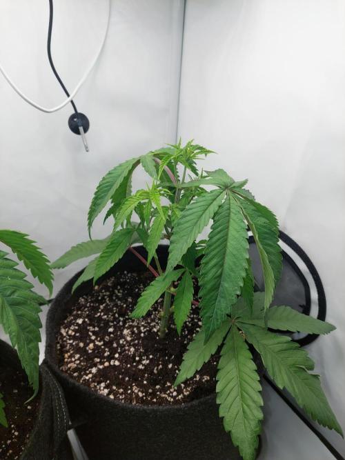 Red Lemonade (RS11×SuperLemonHaze). Week 5 - RL1