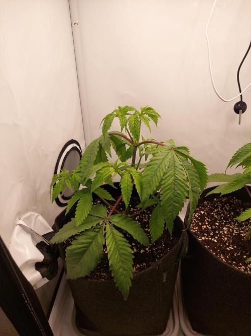 Red Lemonade (RS11×SuperLemonHaze). Week 5 - RL2
